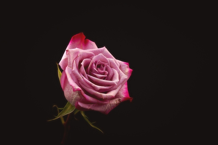 roja rose
