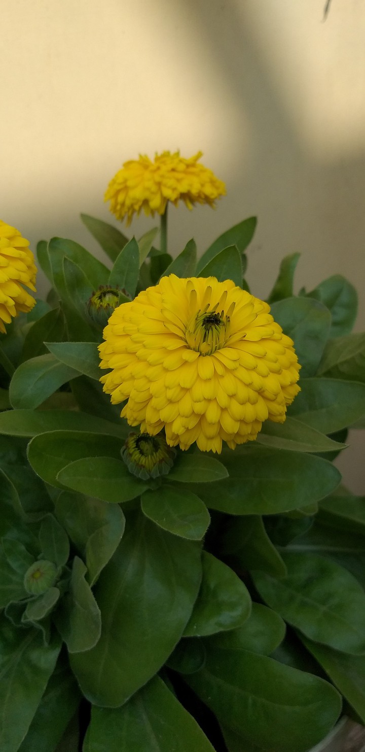 yellow yellow
