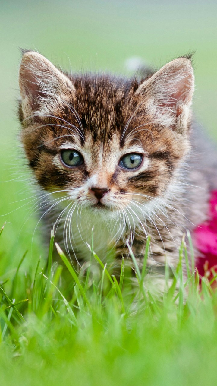 Kitten