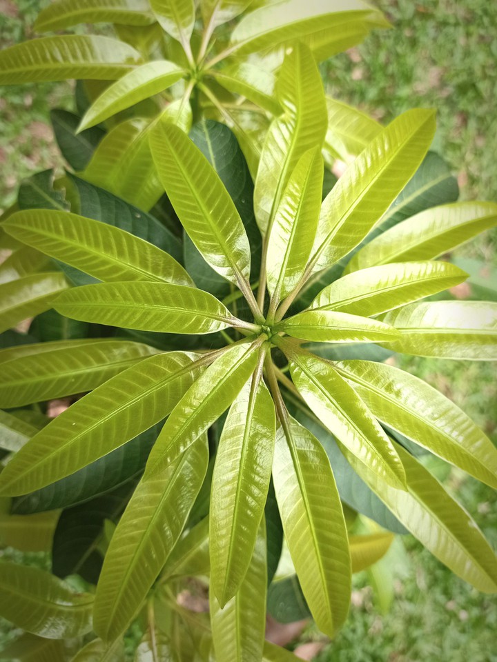young Mango tree