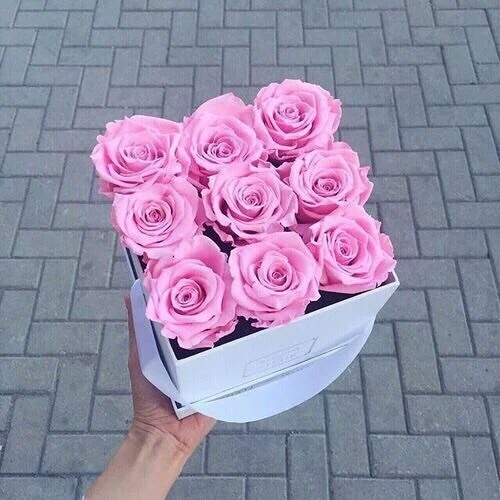 Pink roses