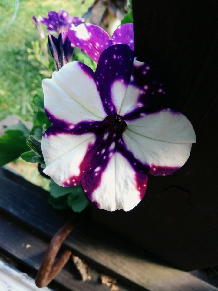 White and purple flower