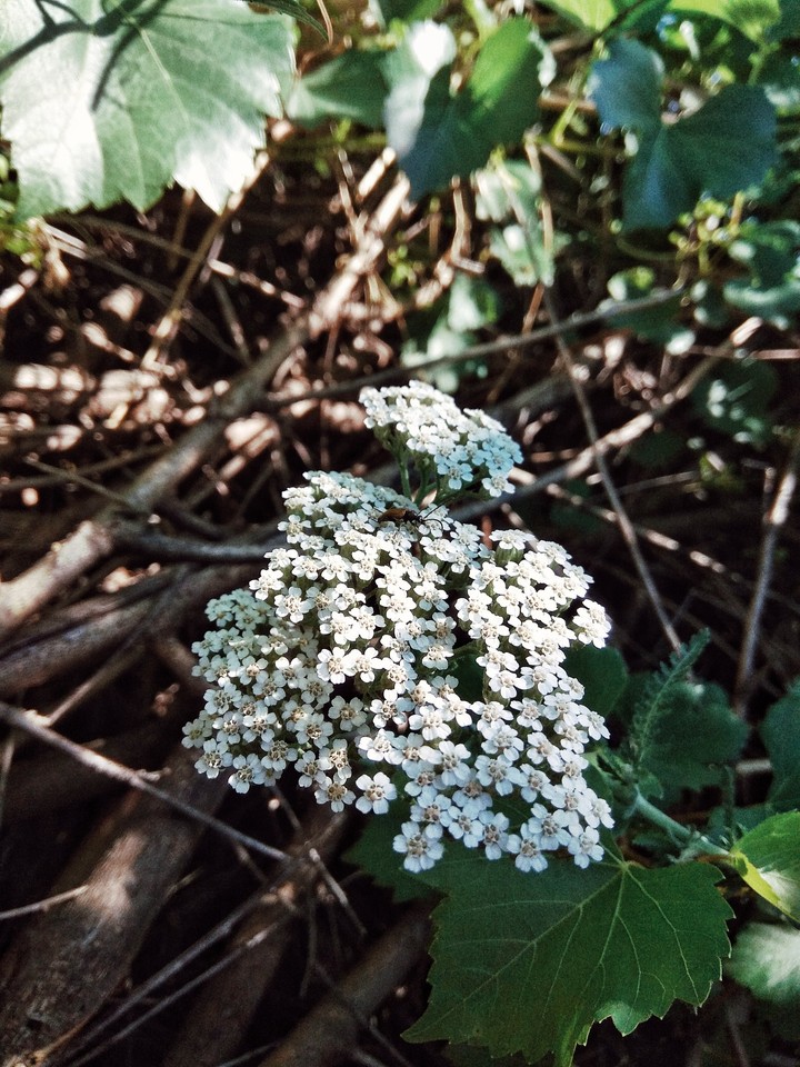 Цветы