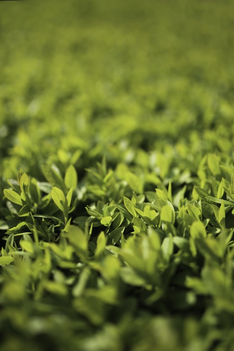 Green Leaves