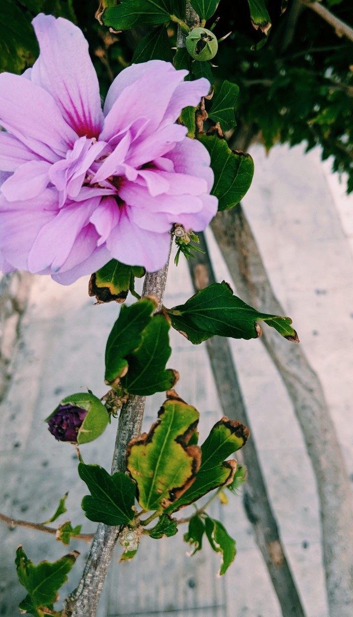 purple