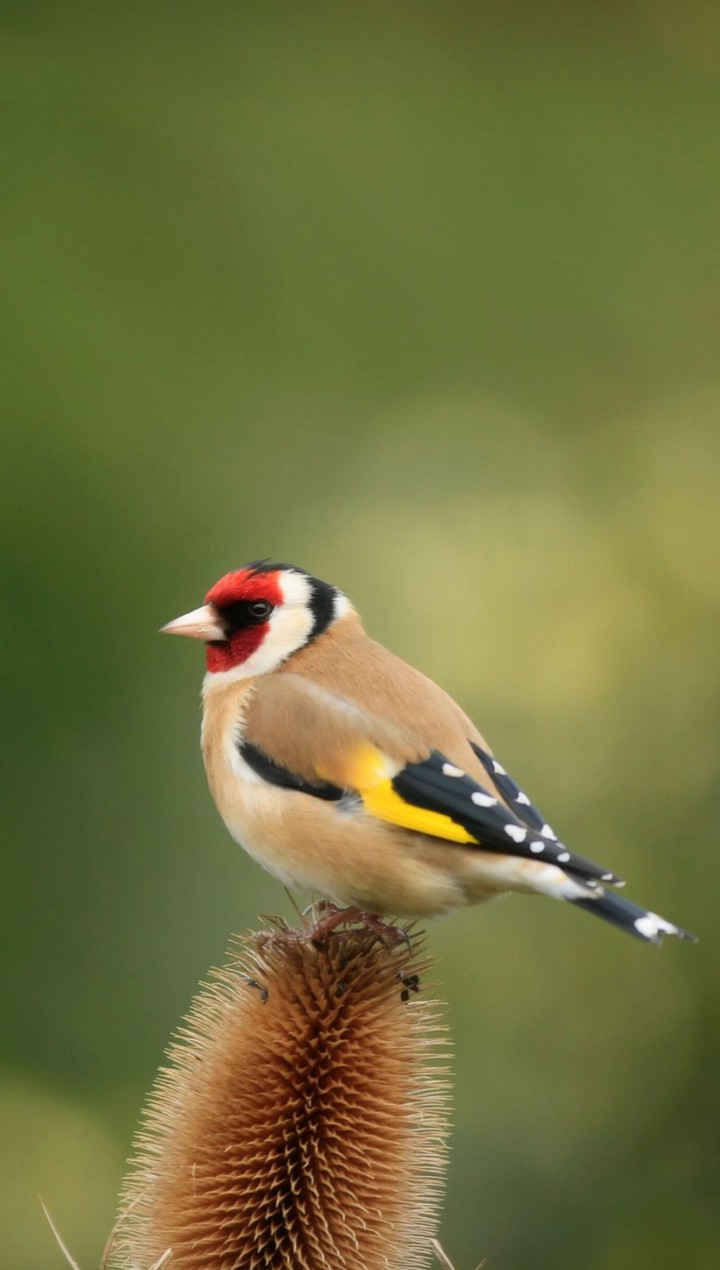 bird
