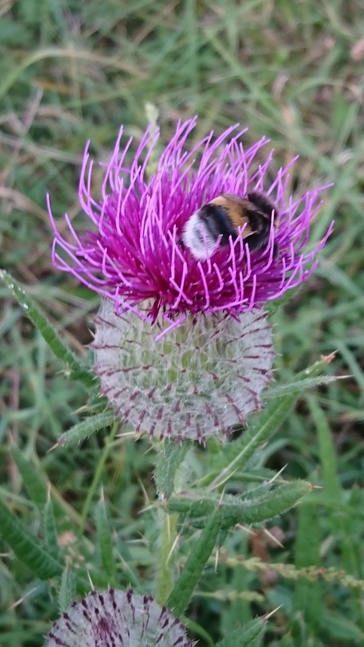 Flor y abejorro