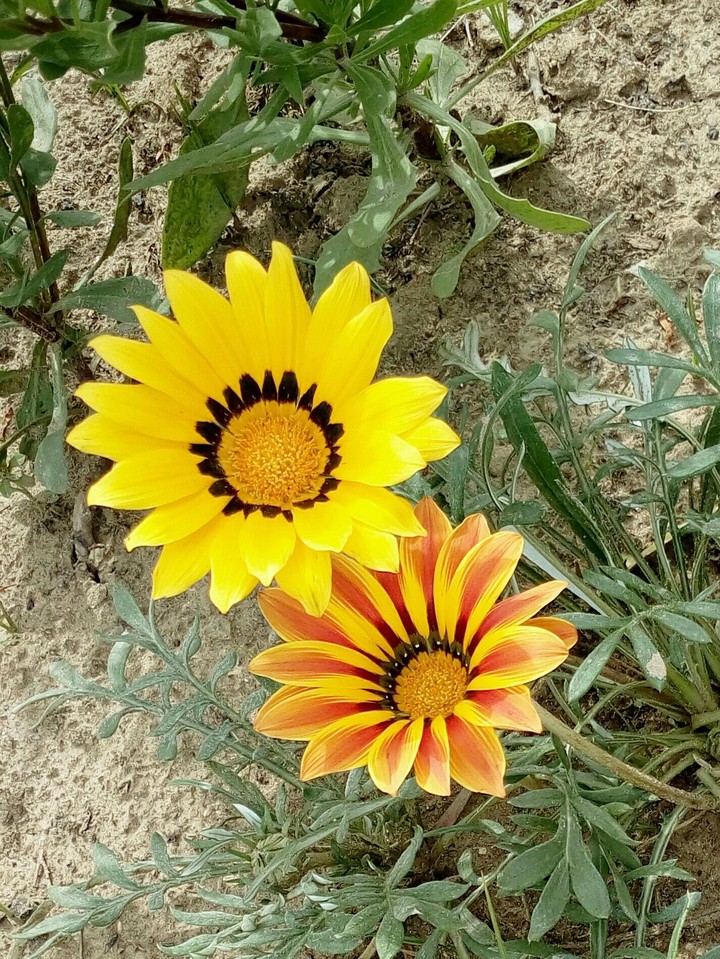 Flowers