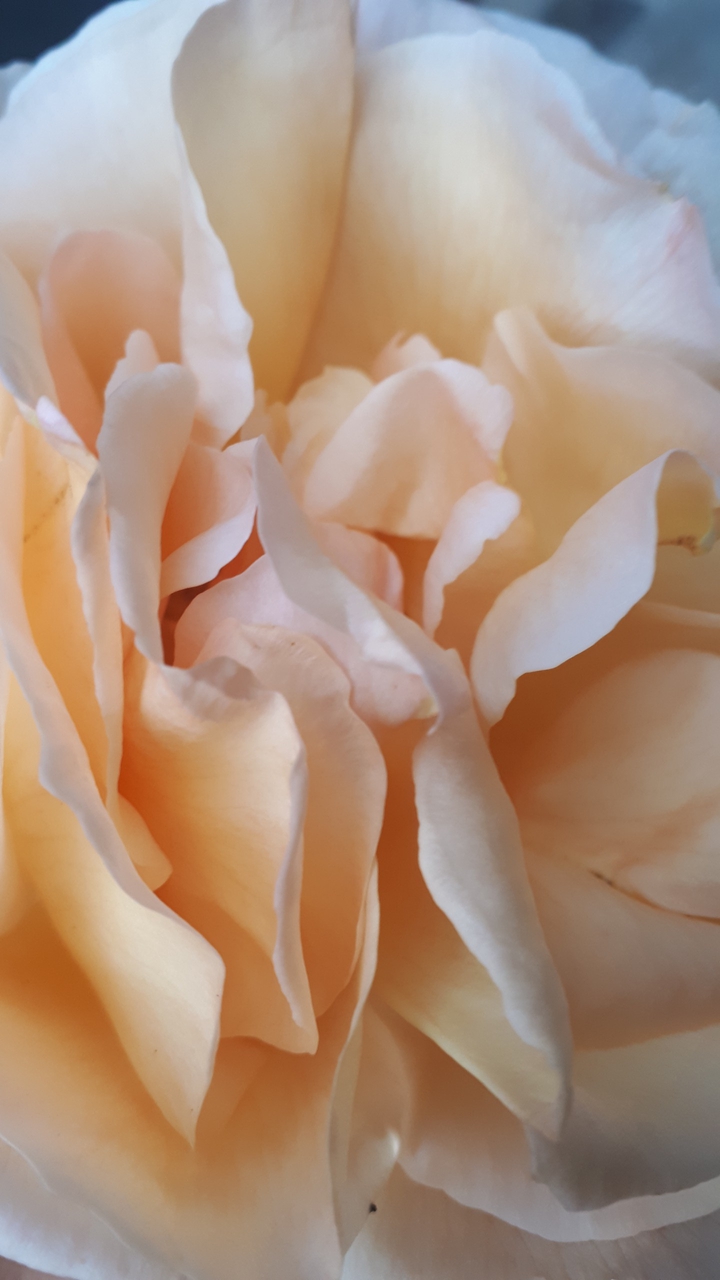 Petals of a Rose