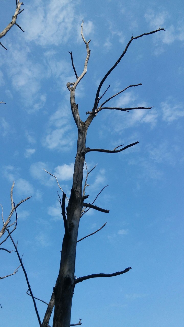 Natureza Morta