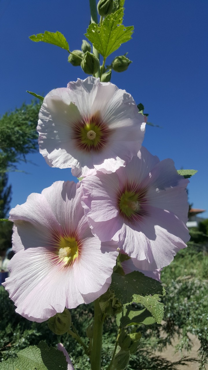 White Flower