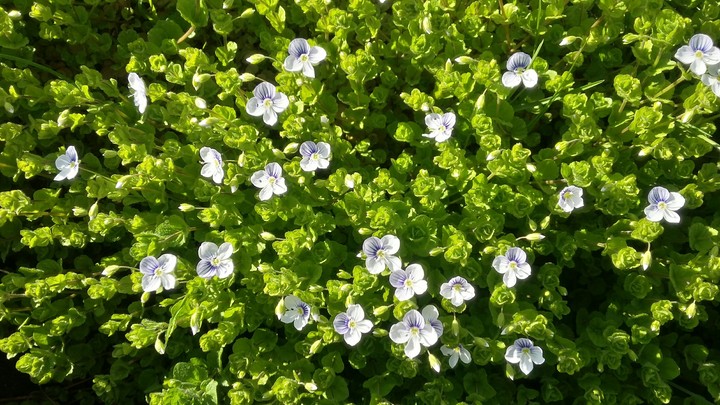 flowers