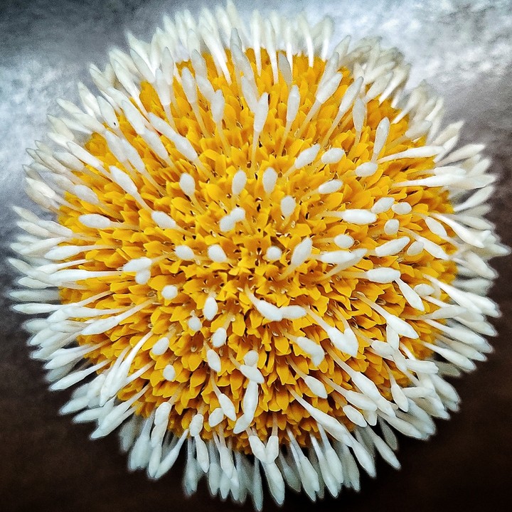 burflower