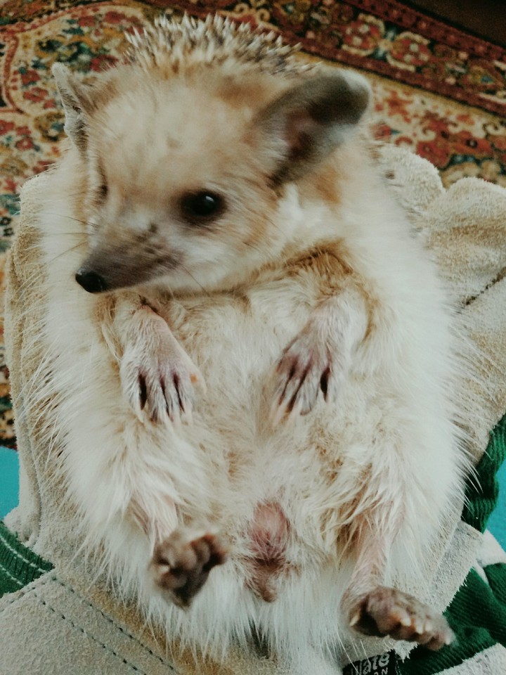 ёжик