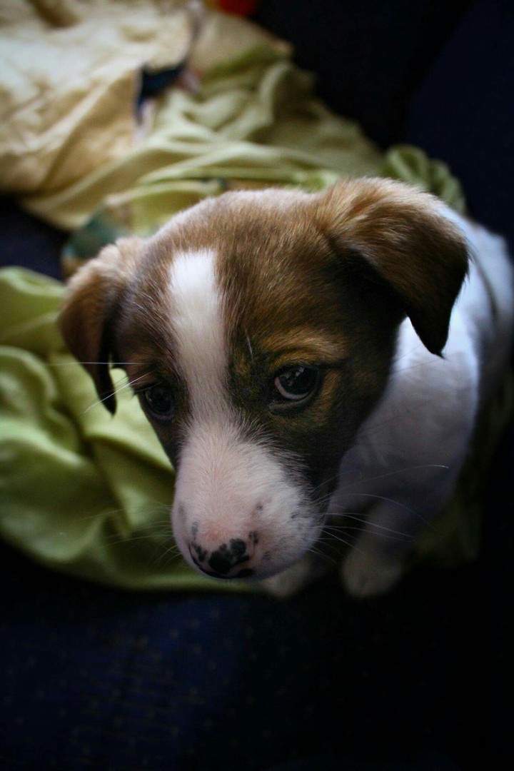 Jessie