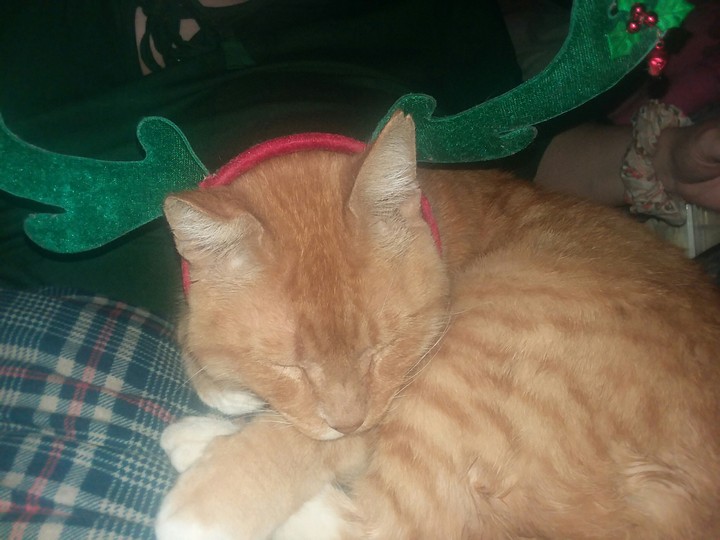 MoeMoe's READY FOR CHRISTMAS!!