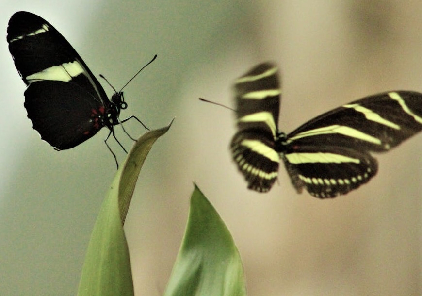 тапети closeup, pollinator