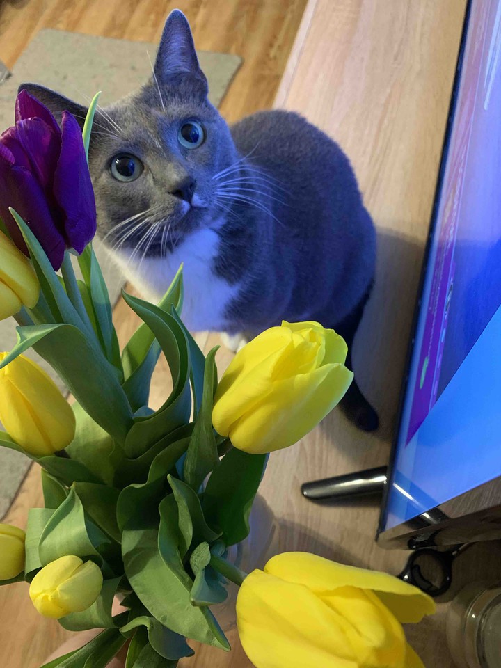 весенний  кот