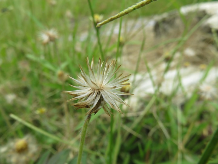 野草
