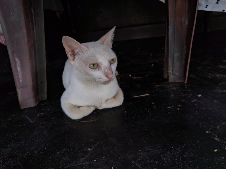 White Cat