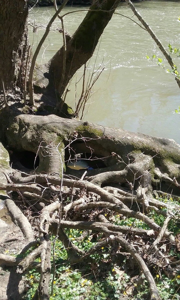 mass roots