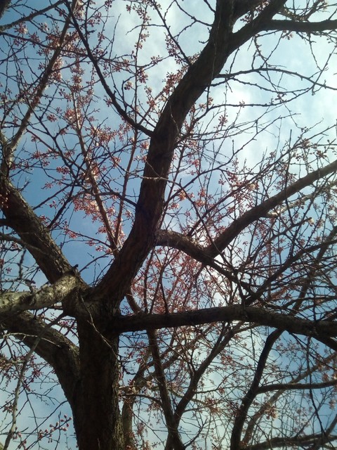 spring
