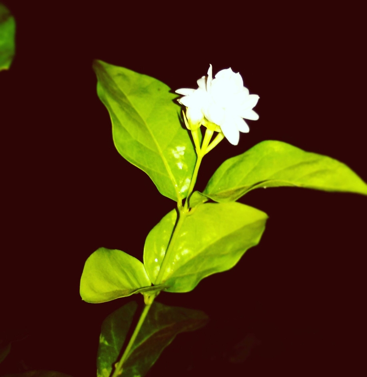 belly flower