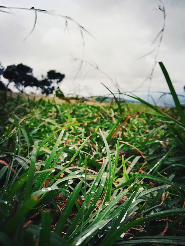 water droplets on grass