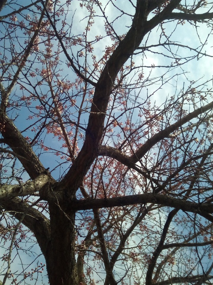 spring