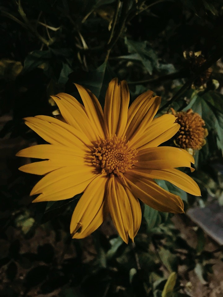flower