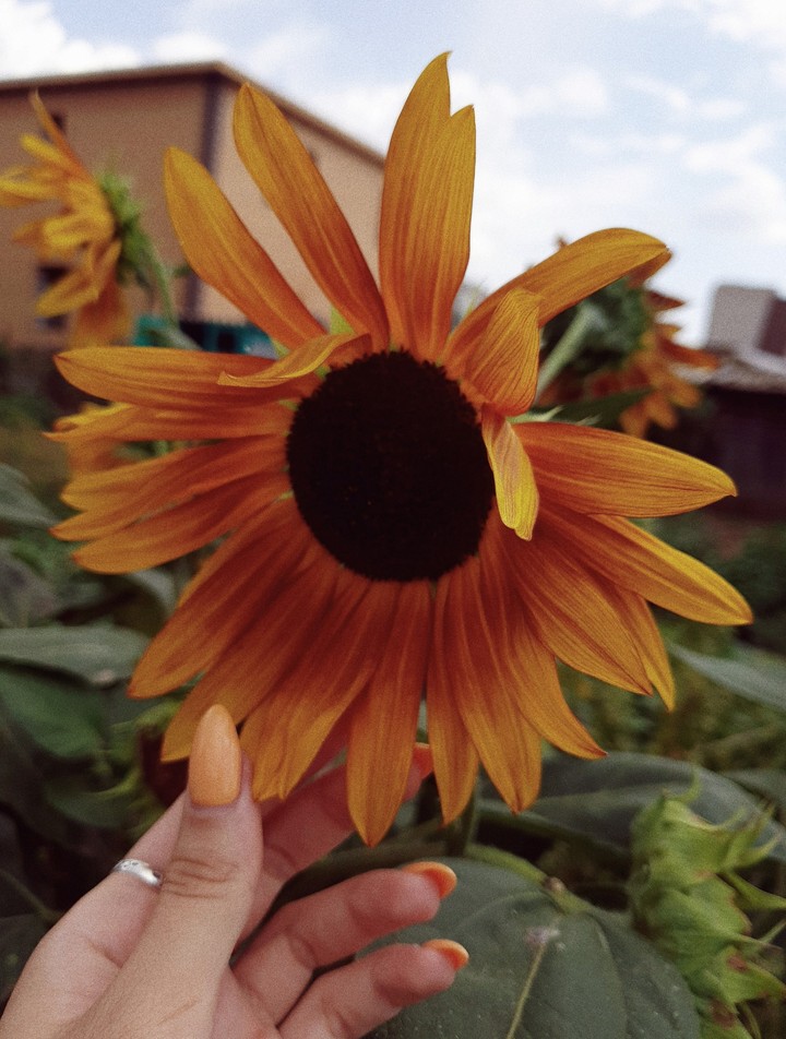 flower