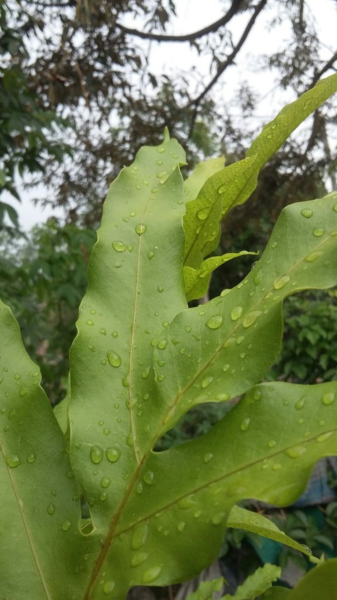 leaf's