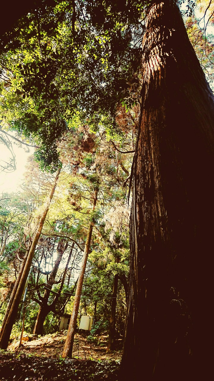 tree