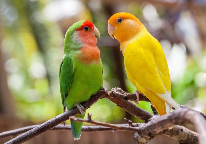 parrots
