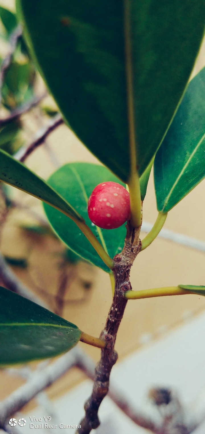 Leaf