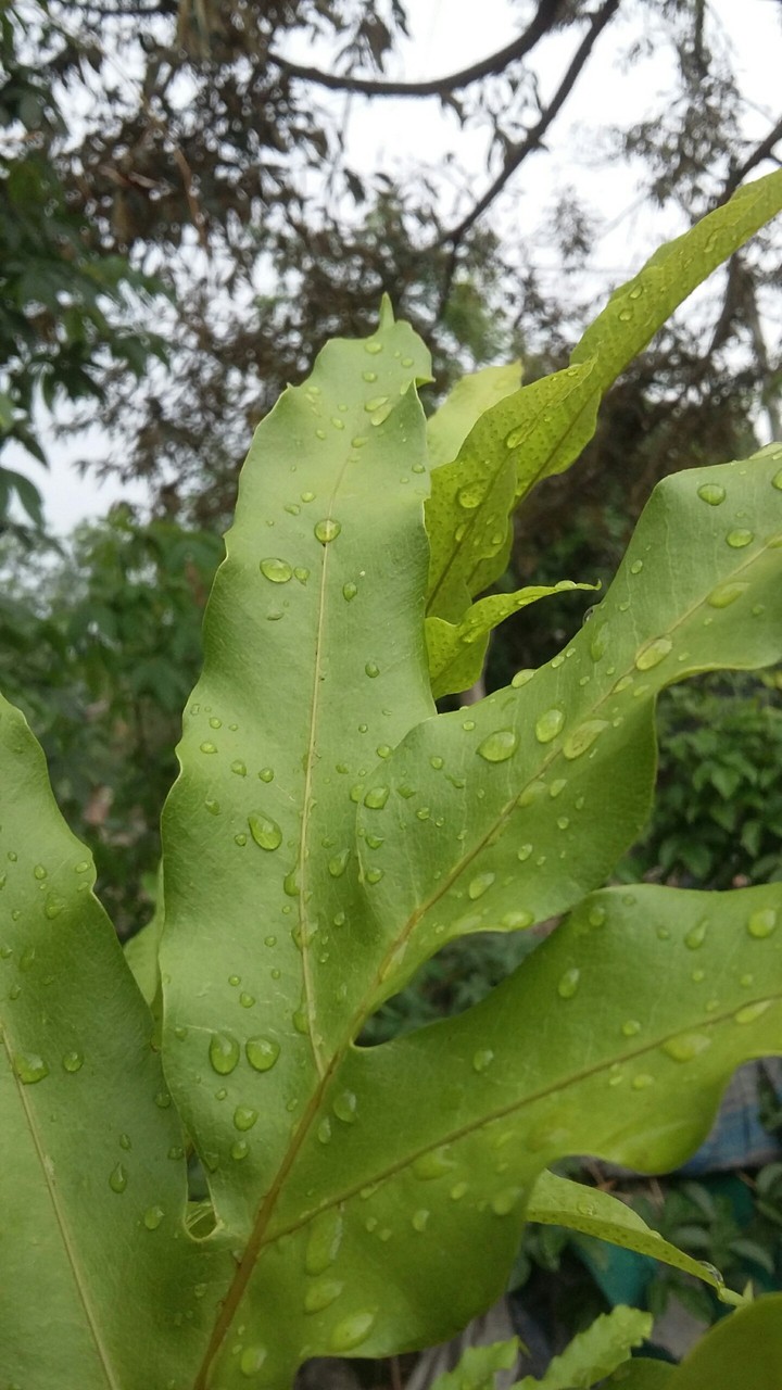 leaf's
