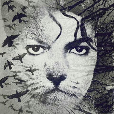 MJ Cat✌❤