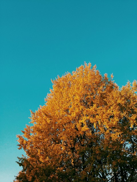 park