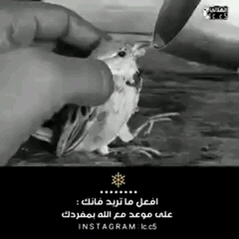 الله