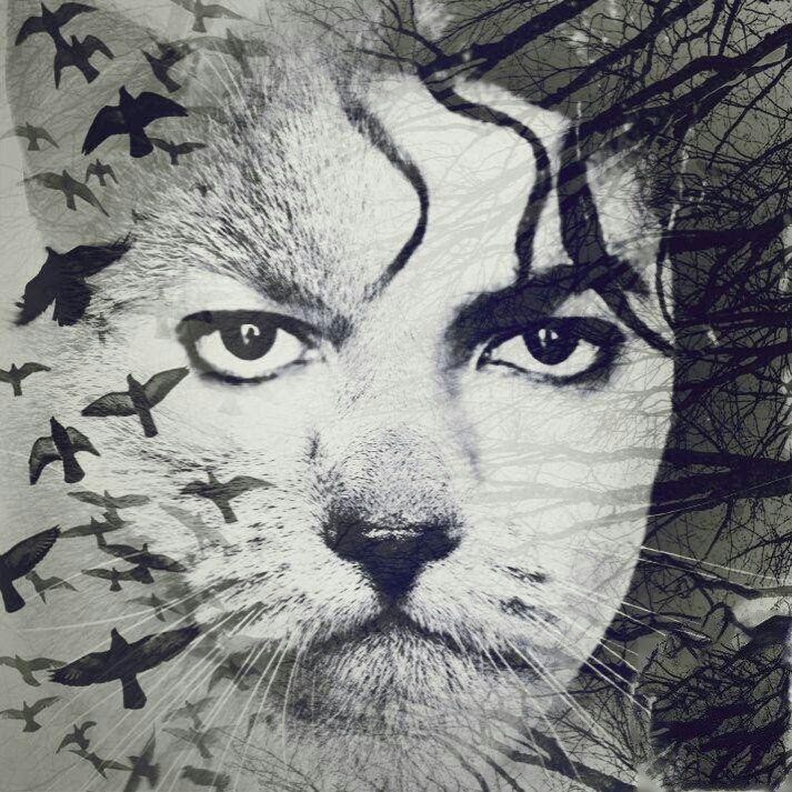 MJ Cat✌❤
