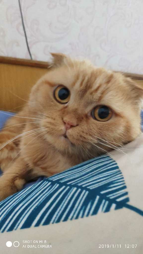 Котяра