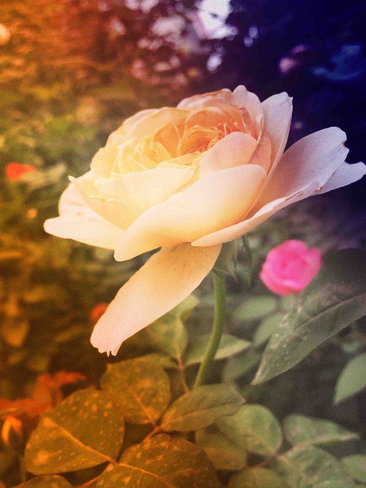 flower