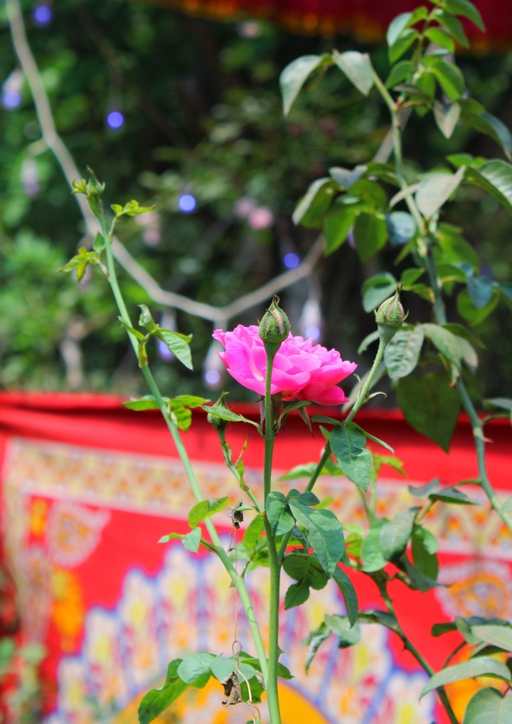 rose