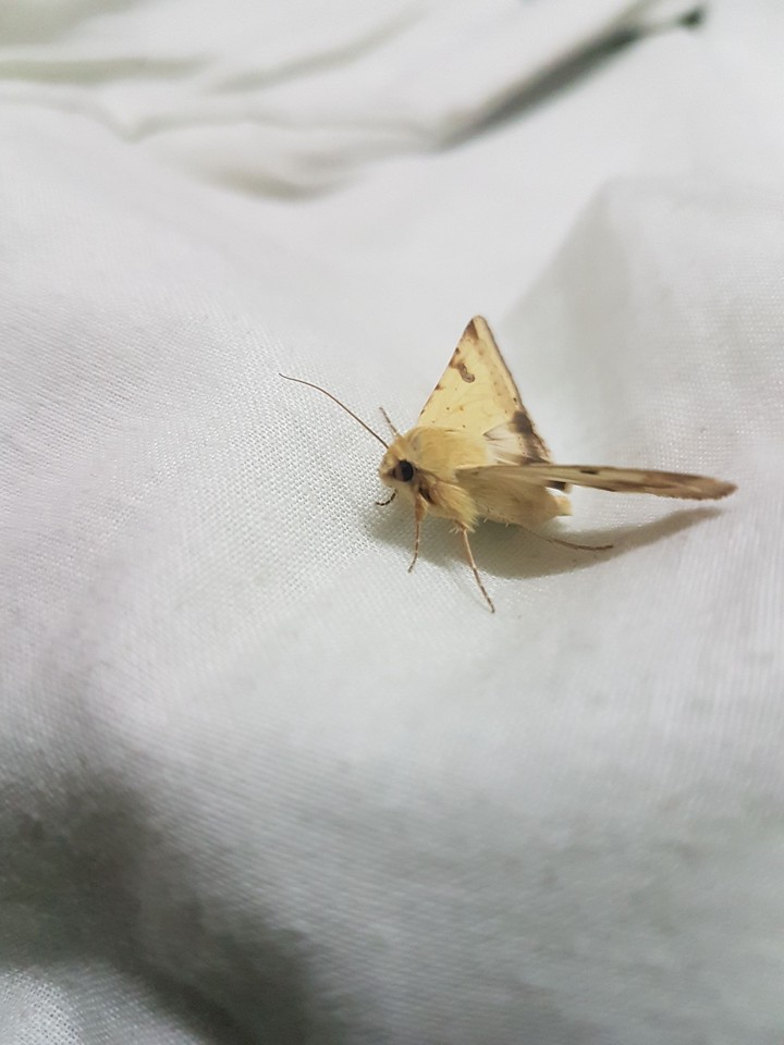 insect