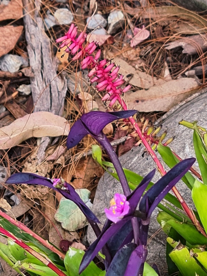 Naturaleza y color