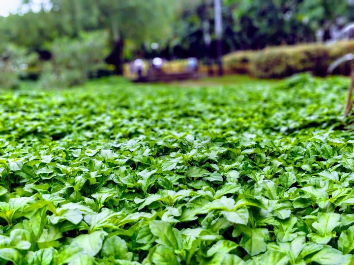 Green Beauty Field