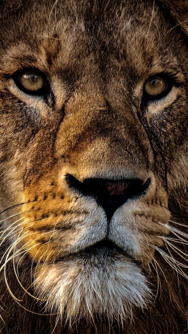 lion