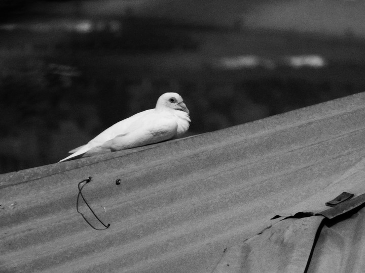search for peace