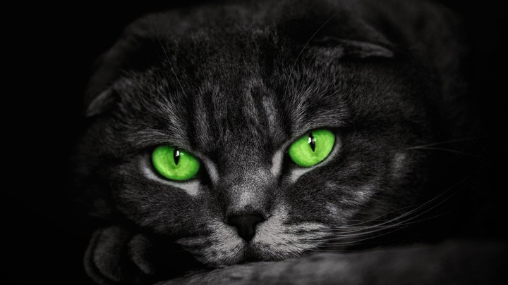 кот