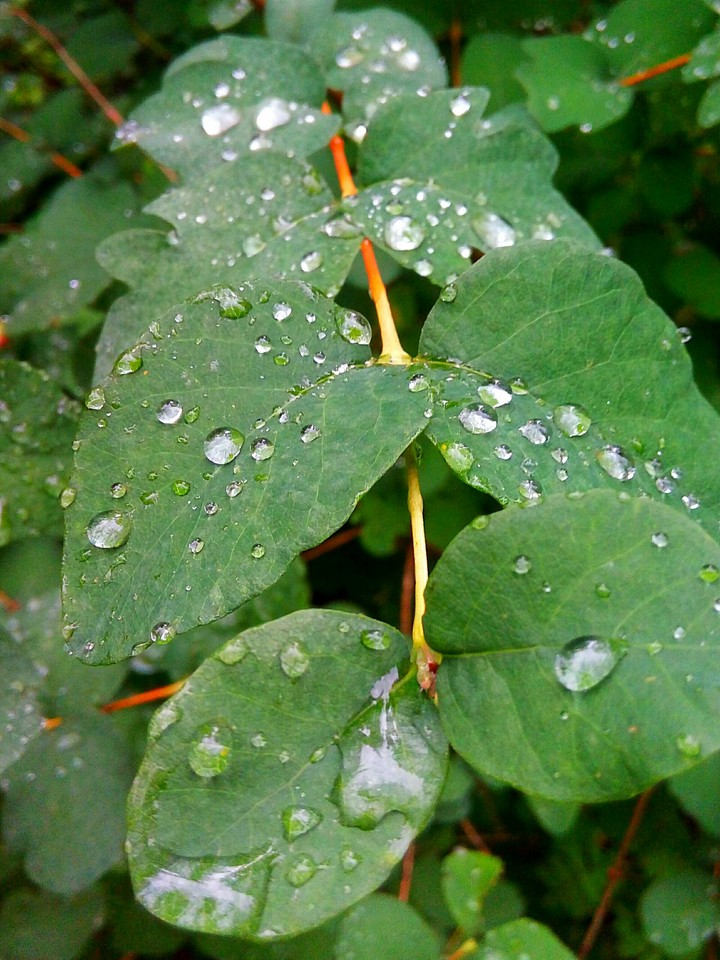После дождя. After the rain.